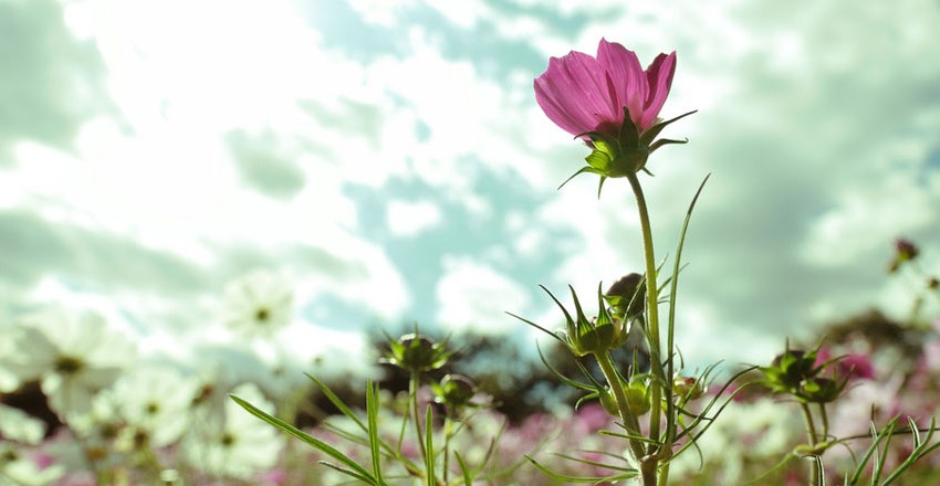 Lovely flower